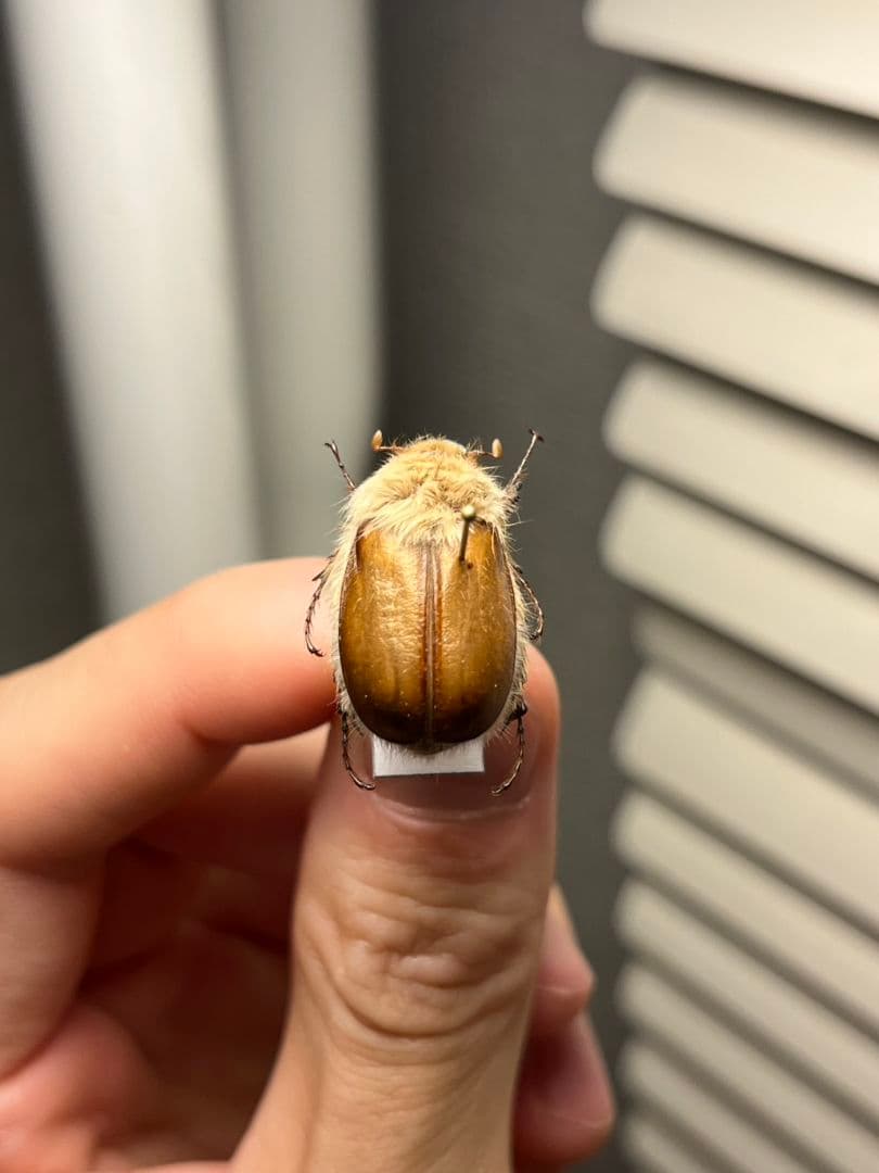 【21mm】ライオンコガネコガネムシハナムグリコブハムシプラチナコガネフンチュウ