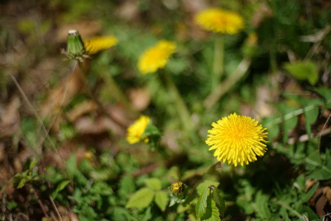 Nikon New nikkor 50mm f1.4 ai改