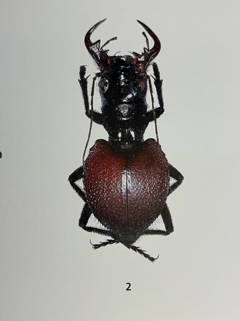 【最高傑作】オオエンマハンミョウの洋書 図鑑 Manticora TAITA出版