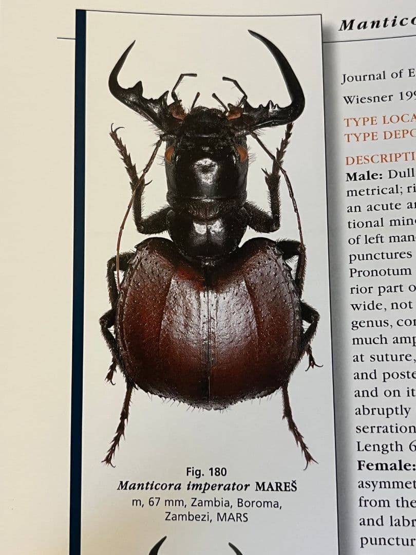 【最高傑作】オオエンマハンミョウの洋書 図鑑 Manticora TAITA出版