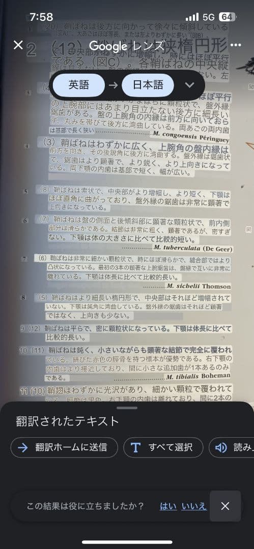 【最高傑作】オオエンマハンミョウの洋書 図鑑 Manticora TAITA出版