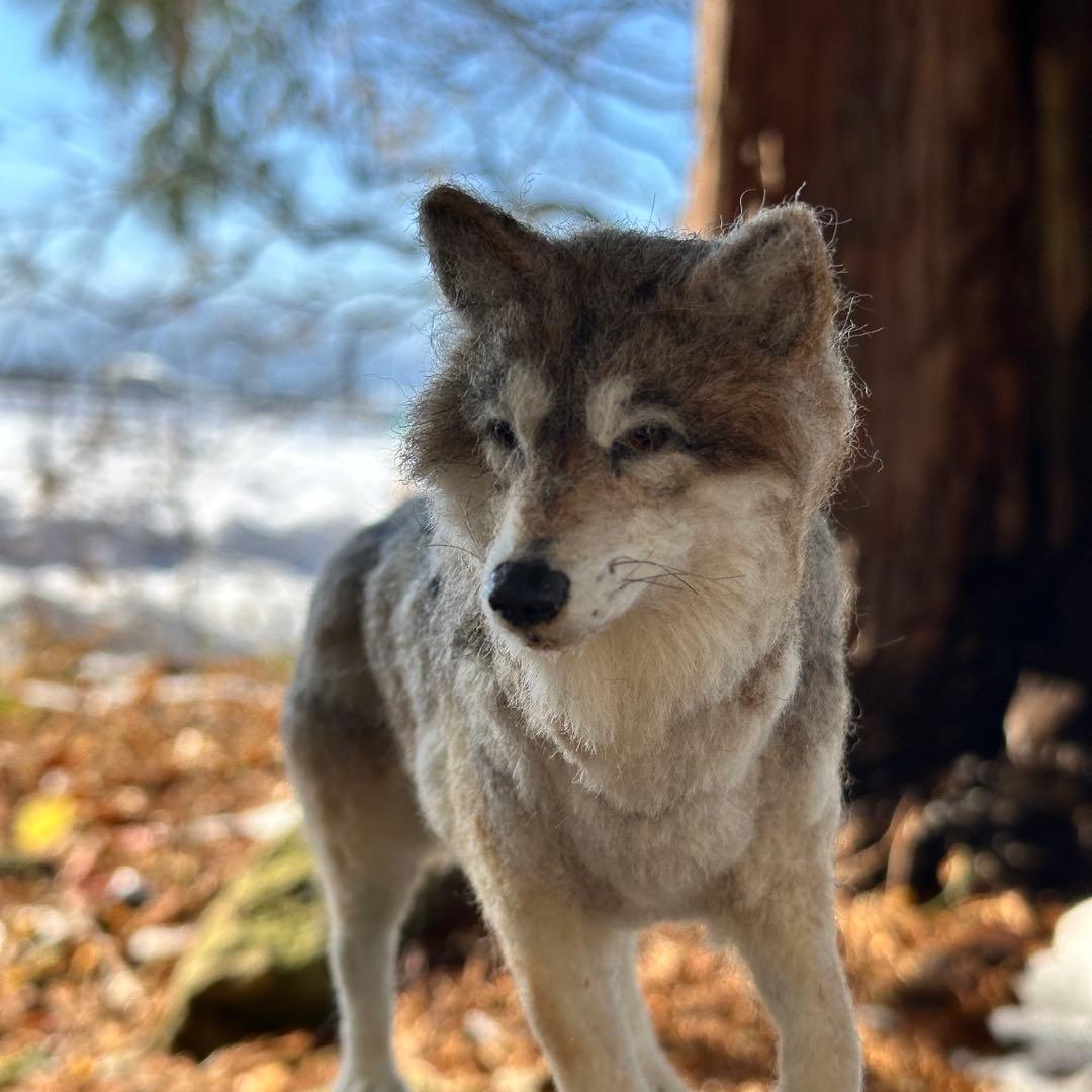 【羊毛フェルト オオカミ 狼 】 ドールハウス 1/6 置物