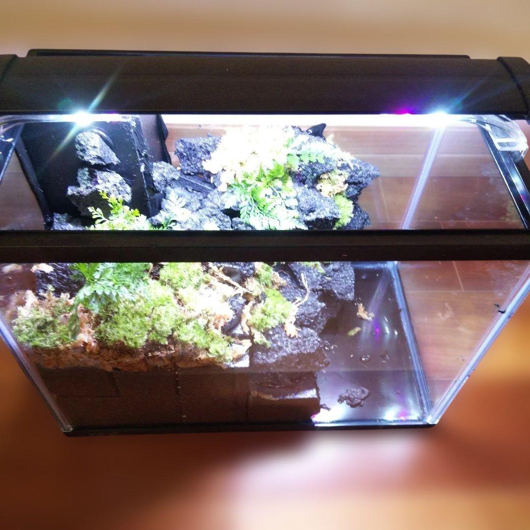 【受注生産】滝の流れるアクアテラリウム　イモリウム　苔　水槽　苔テラリウム