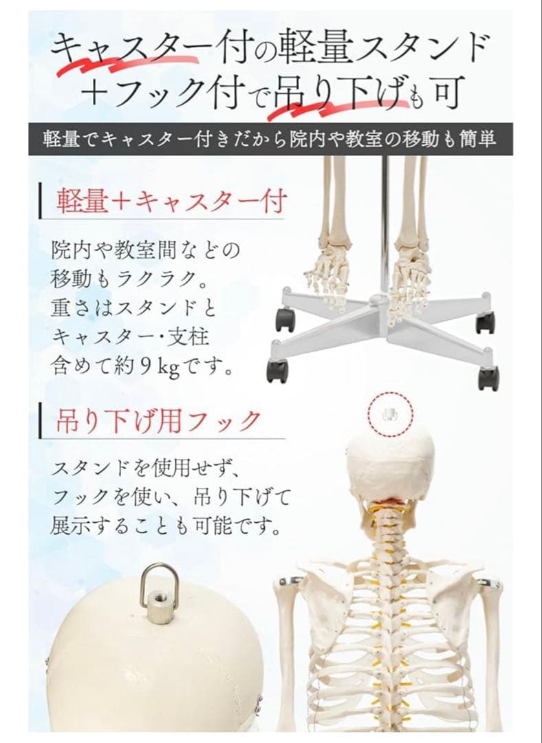 人体模型 可動関節 等身大 骨格模型 キャスター付 神経根付　26セ332