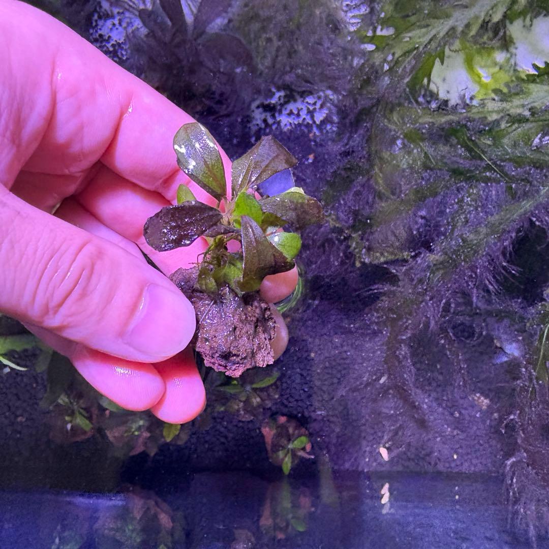 ブセファランドブラウニーゴースト２０１１-２０１２　ナカモト等 9株まとめ売り