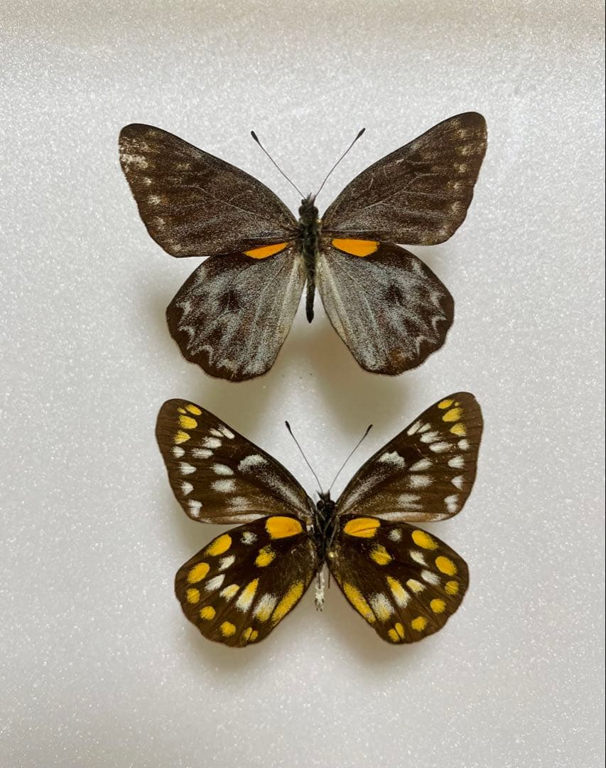 【別売り可能】Deliasカザリシロチョウ（スラウェシ島、オス表裏セット）