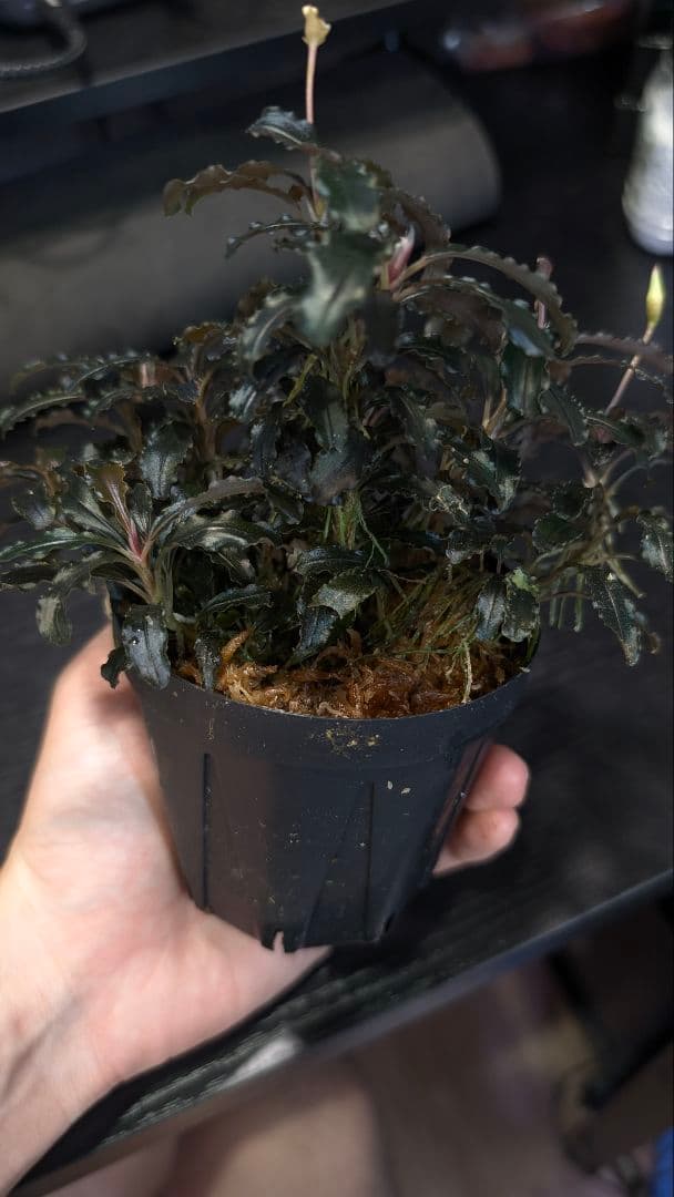 水草 Bucephalandra sp.\"Kudangan\"