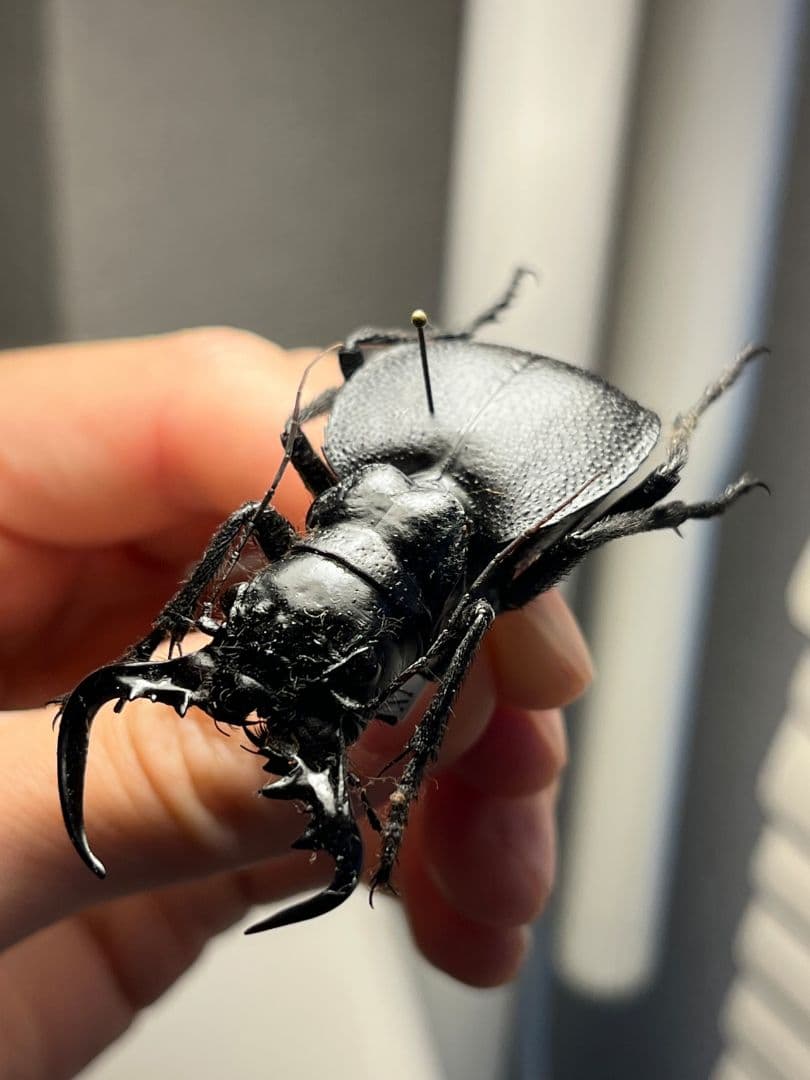 【巨大♂】オオエンマハンミョウ Manticora タンザニア産 昆虫標本