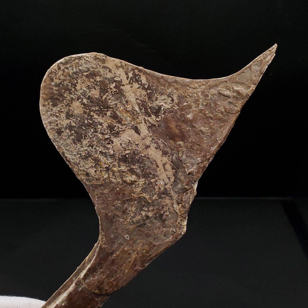 博物館級 タペヤラ 化石 下顎 恐竜 本物 ブラジル産 225mm fr77