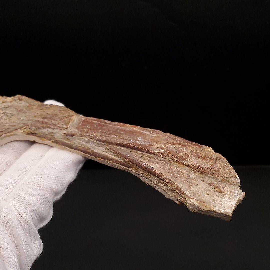博物館級 タペヤラ 化石 下顎 恐竜 本物 ブラジル産 225mm fr77