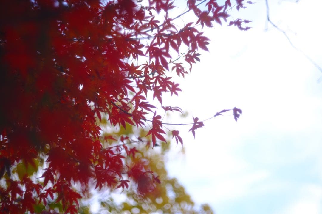 レンズ(単焦点) Taylor Hobson COOKESPEED PANCHRO 24mm f2