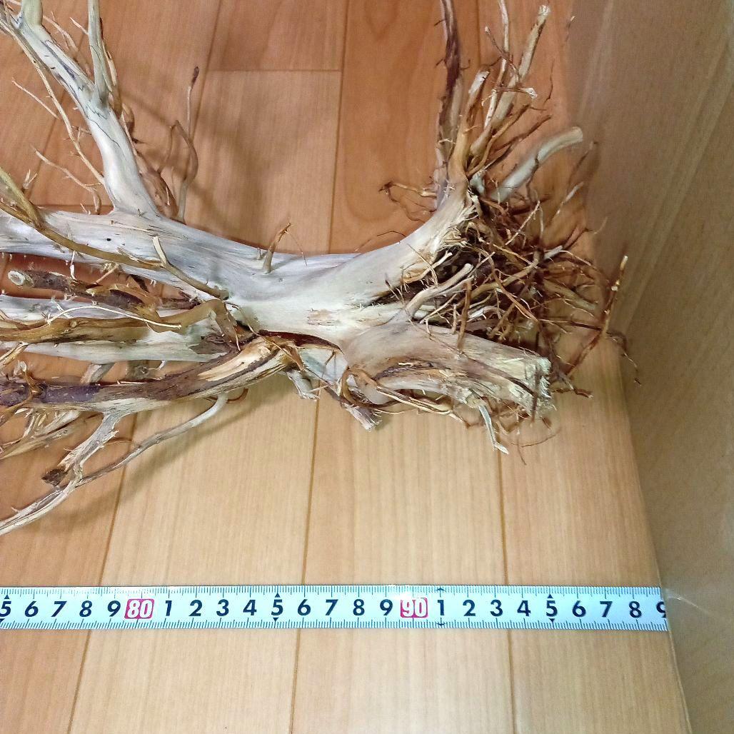 アク抜き済み流木【322】最終価格