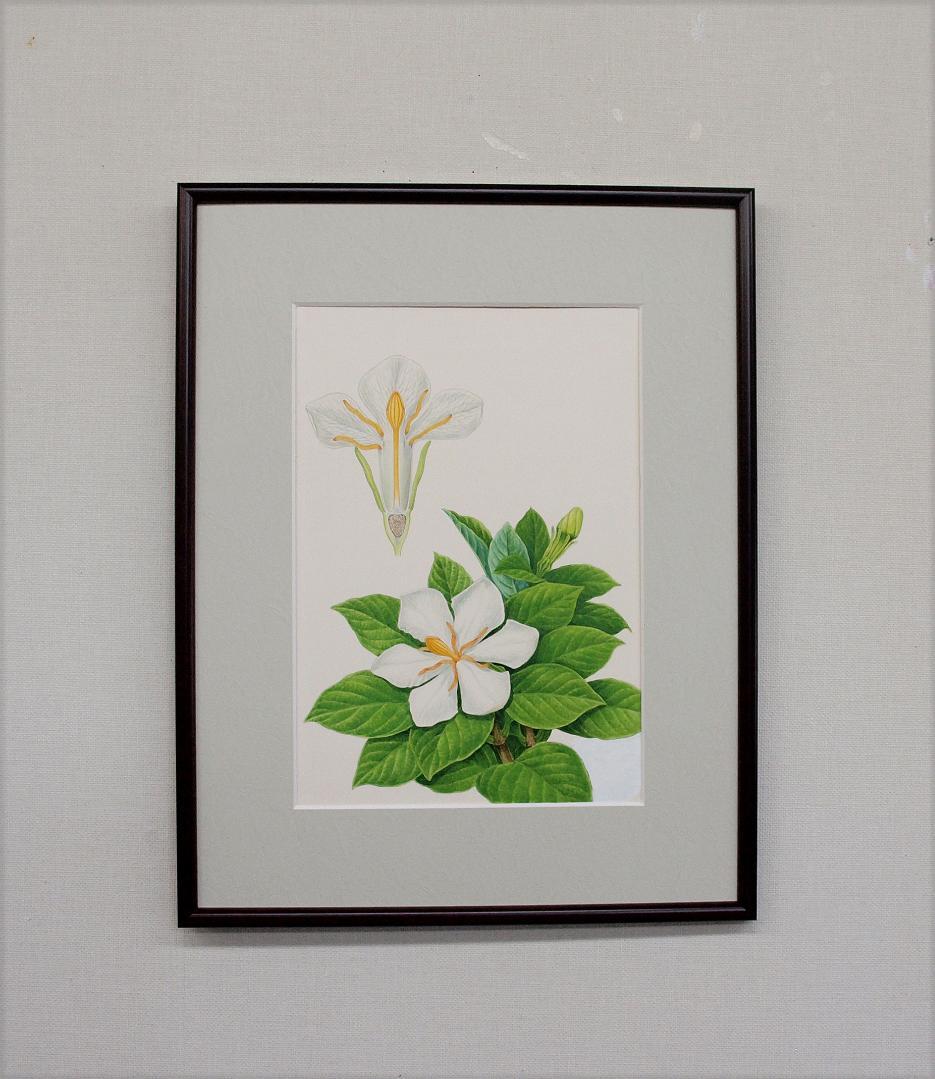 【絵画】ボタニカルアート「クチナシ」　原画