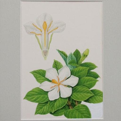 【絵画】ボタニカルアート「クチナシ」　原画