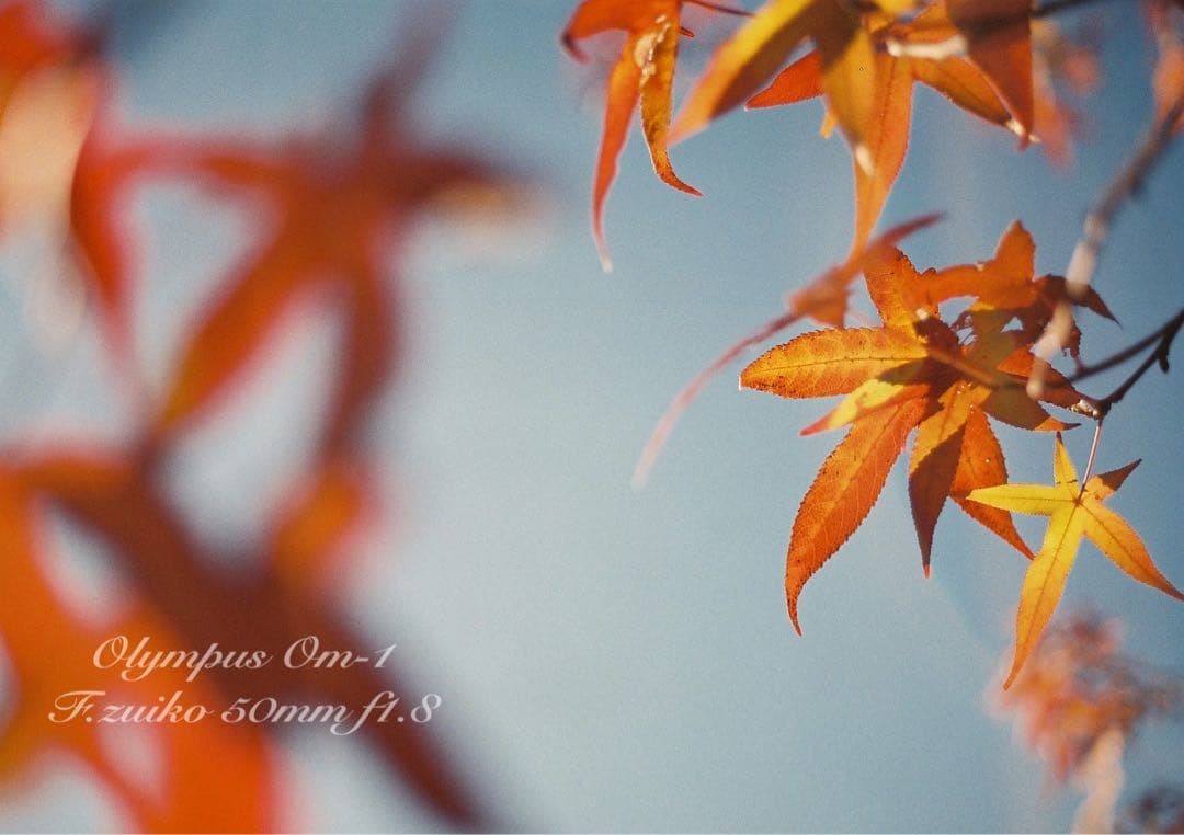 ★入門に★OLYMPUS OM-1/レンズセット★完動品＊美品＊初期保証