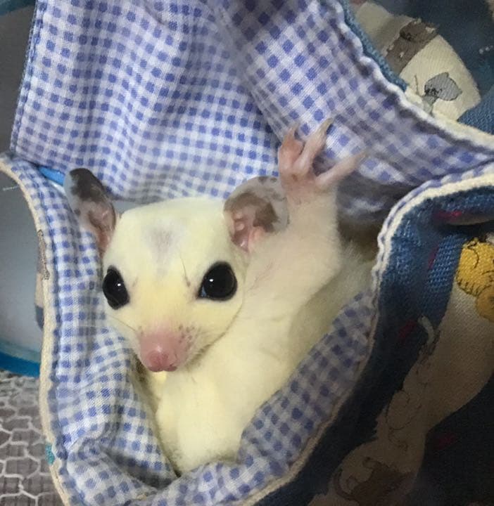 モモンガハウス(うさぎ・和柄)  夏(春・秋)仕様   1900円