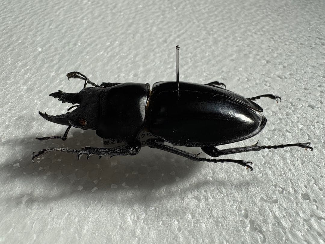 ○希少○アマミマルバネクワガタ【標本】徳之島産51ミリ