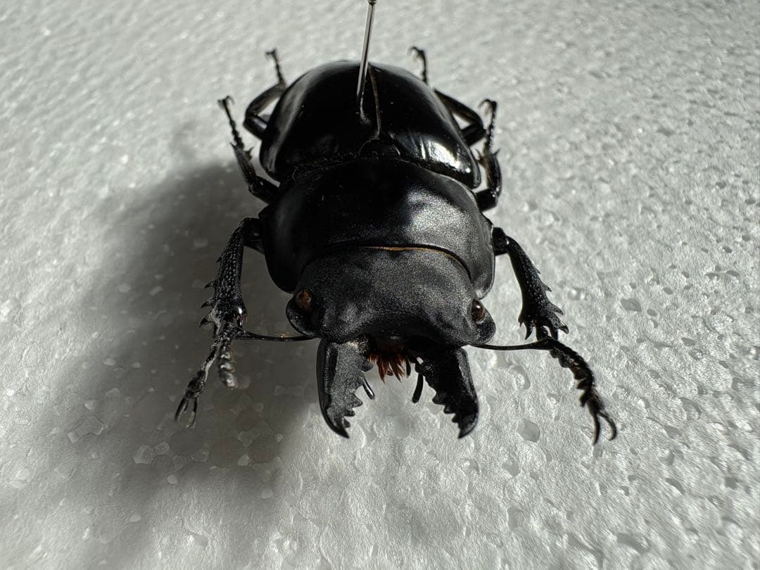 ○希少○アマミマルバネクワガタ【標本】徳之島産51ミリ