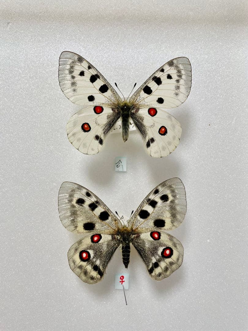 【ペア】パルナシウス・アポロ（新疆省天山）