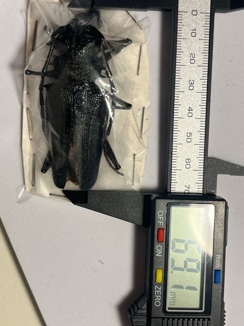 【珍色】ルリオニカミキリ ムラサキオニノコギリカミキリ キンオニカミニリ標本