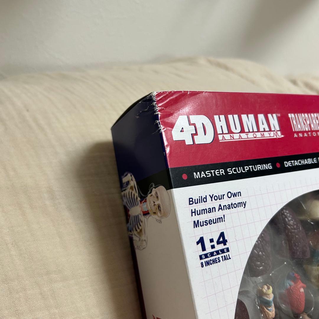 4D HUMAN ANATOMY 人体模型/成人/婦人科/泌尿器科　新品