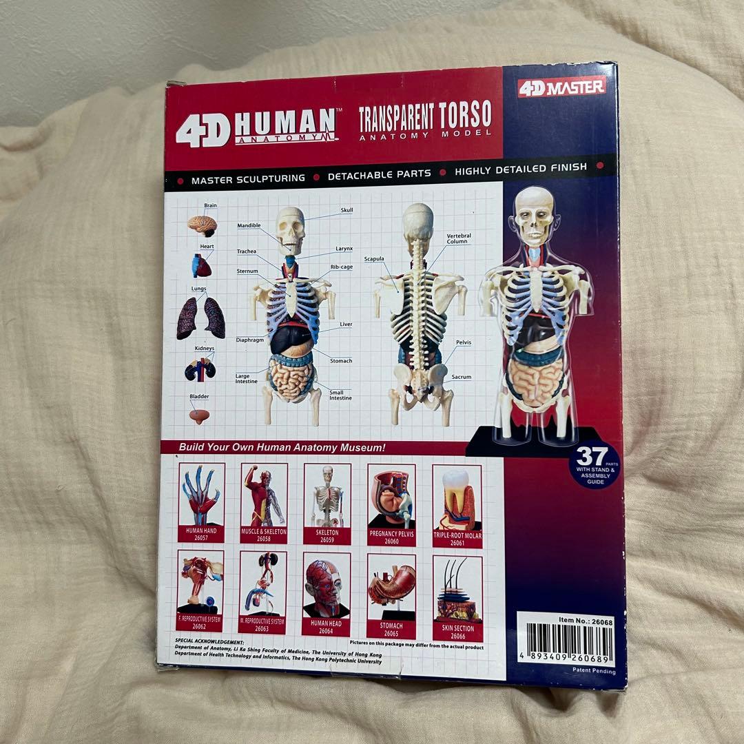 4D HUMAN ANATOMY 人体模型/成人/婦人科/泌尿器科　新品