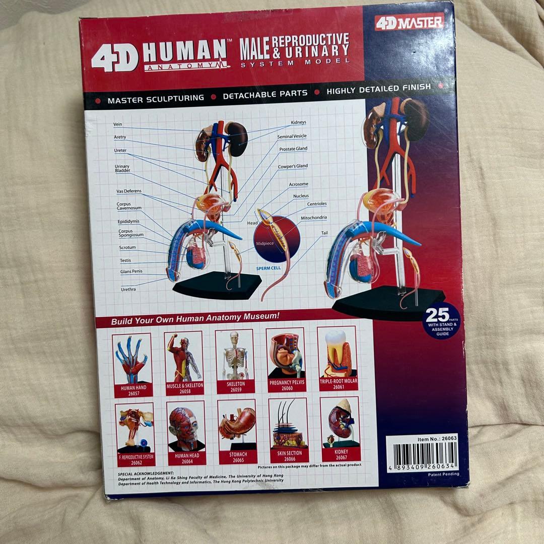 4D HUMAN ANATOMY 人体模型/成人/婦人科/泌尿器科　新品
