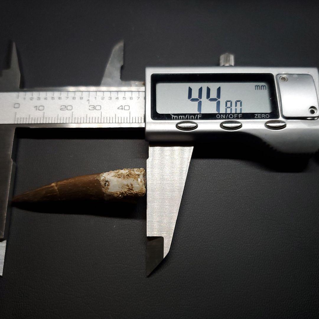 美品 プレシオサウルス 化石 歯 本物  44.80mm ケース付  pr127