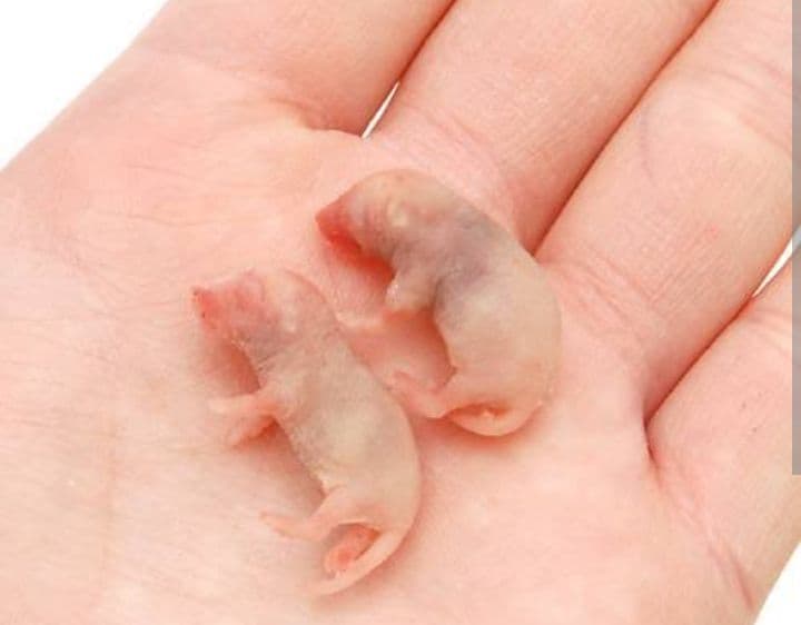 送料無料　専用　ピンクマウスSサイズ