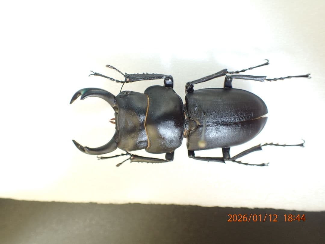 特大!!　54.1㎜　ヒメオオクワガタ