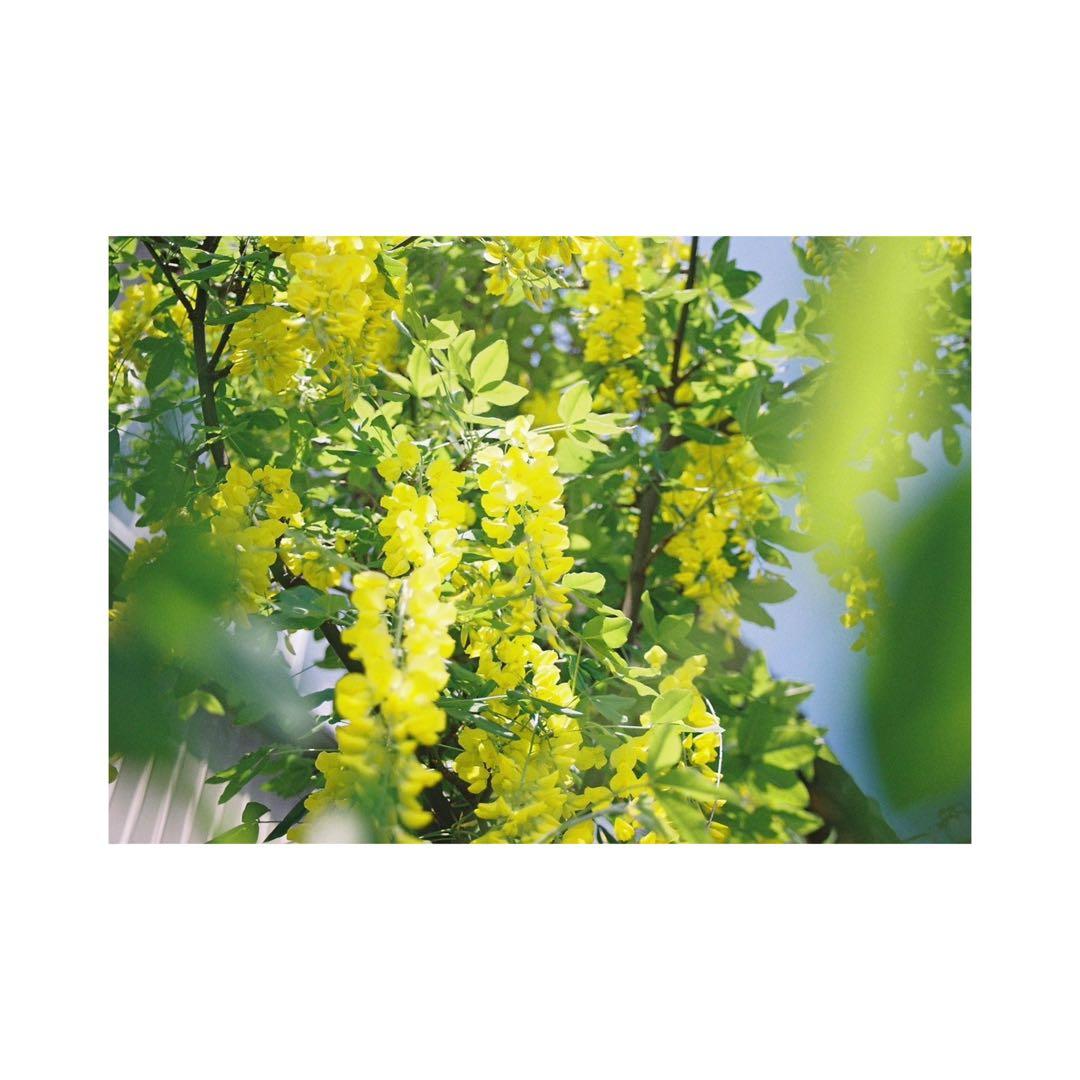 ⌘実写確認済み、電池付き！ Canon EOS Kiss Ⅲ レンズセット！⌘