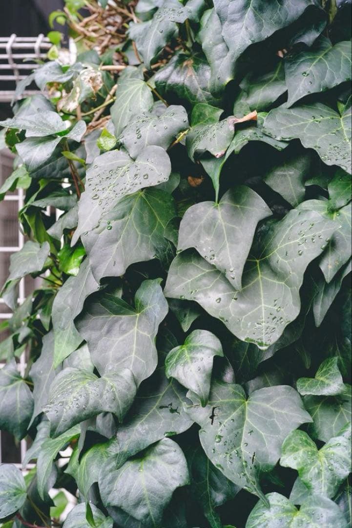 レンズ(単焦点) Voigtlander Nocton classic SC 40mm f1.4