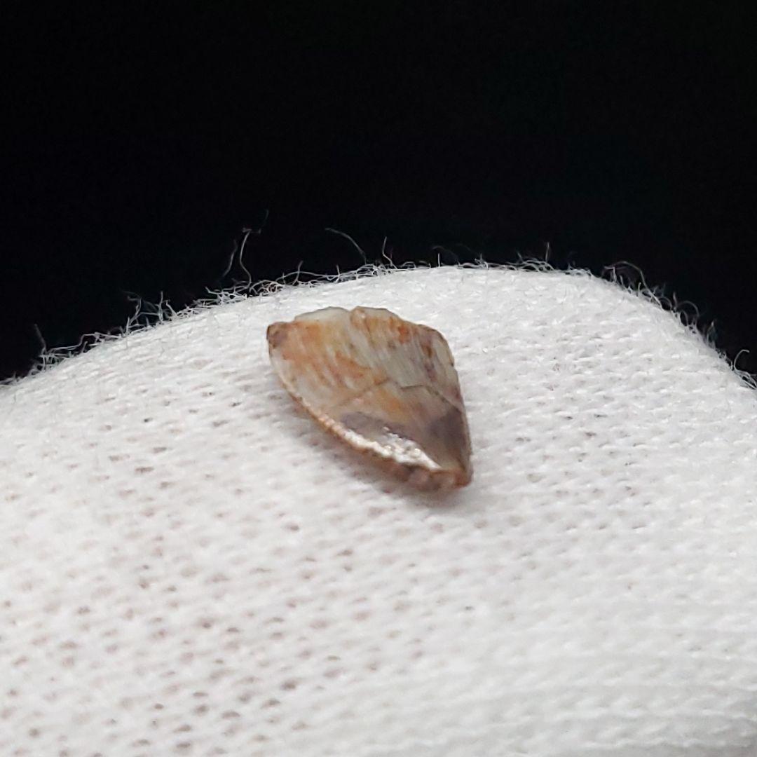 希少 ポストスクス 爬虫類 歯 化石 ニューメキシコ産 7.06mm fr66