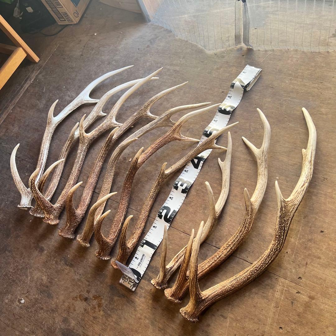 鹿の角　蝦夷鹿　10本セット　No.1