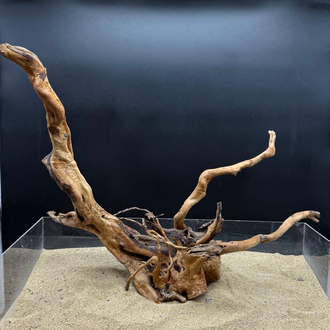 MDW-6908 特大ブランチウッド　流木　枝流木　アクアリウム