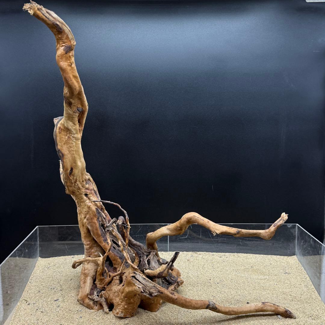 MDW-6908 特大ブランチウッド　流木　枝流木　アクアリウム