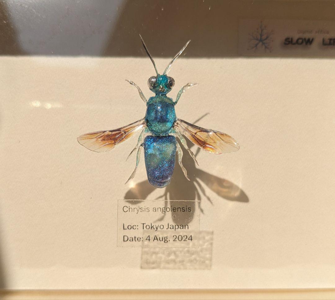 クロバネセイボウ　３５ミリ