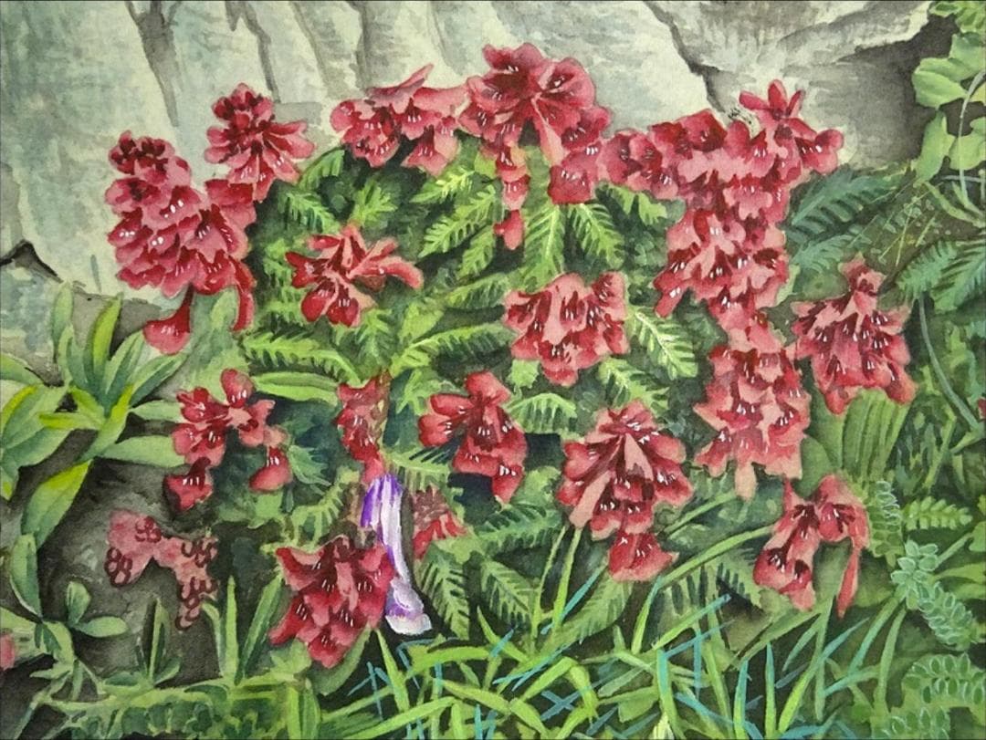 掛軸 若舟『山草図 タカネシオガマ』日本画手描き表装 絹本 箱付 a062811