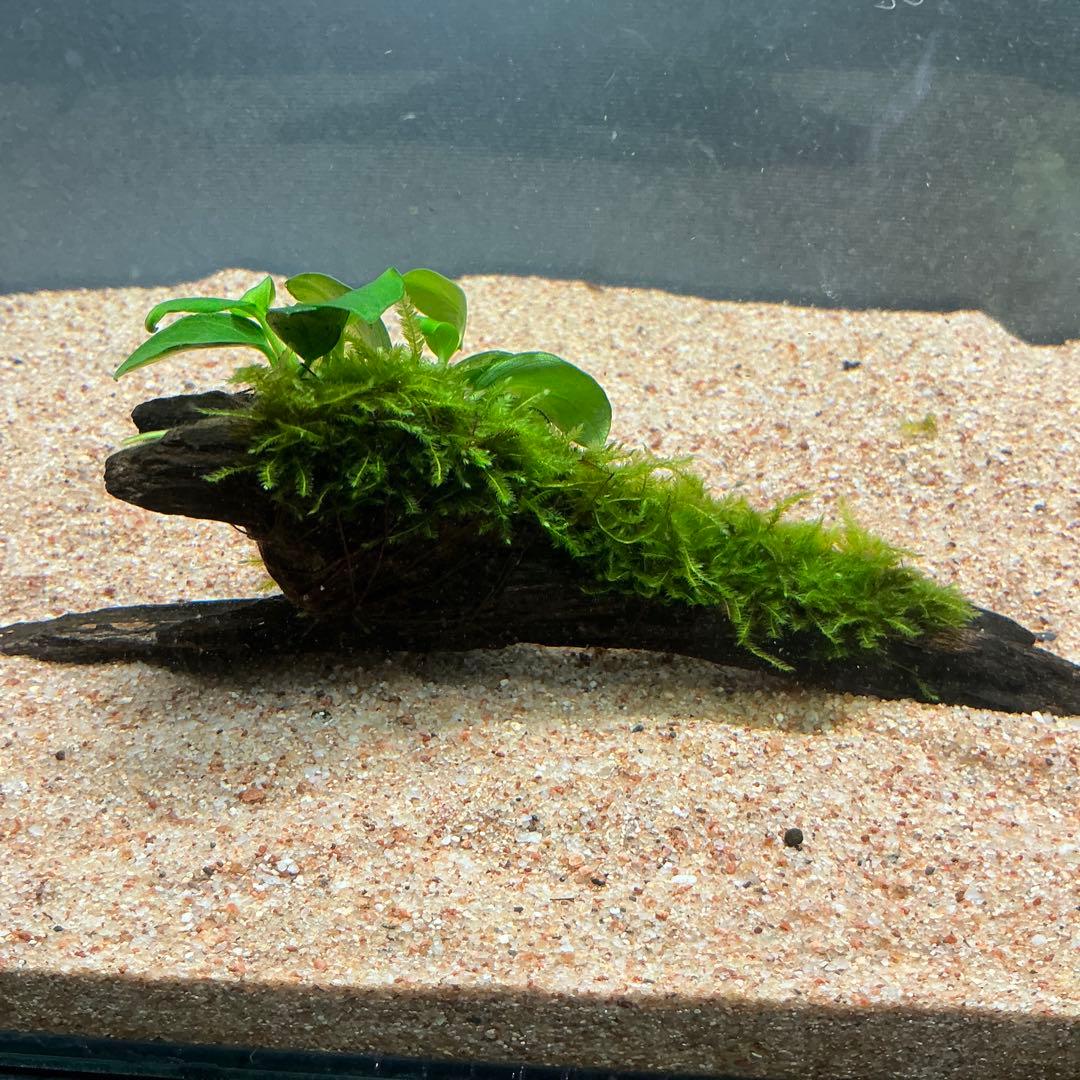 【第四種郵便】良型！ジャワモス活着ブセ2種付流木とG南米プチ