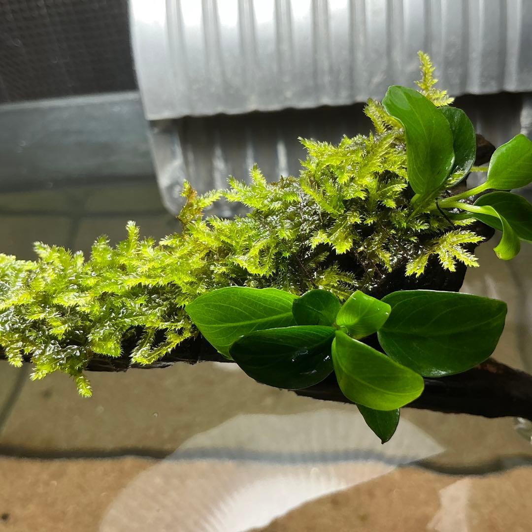 【第四種郵便】良型！ジャワモス活着ブセ2種付流木とG南米プチ