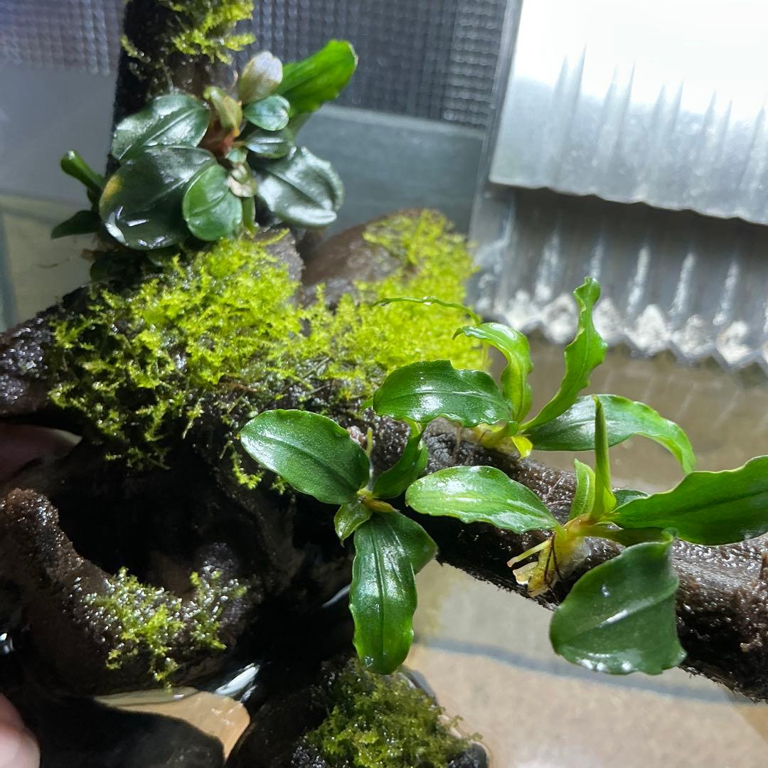 【第四種郵便】良型！ジャワモス活着ブセ2種付流木とG南米プチ