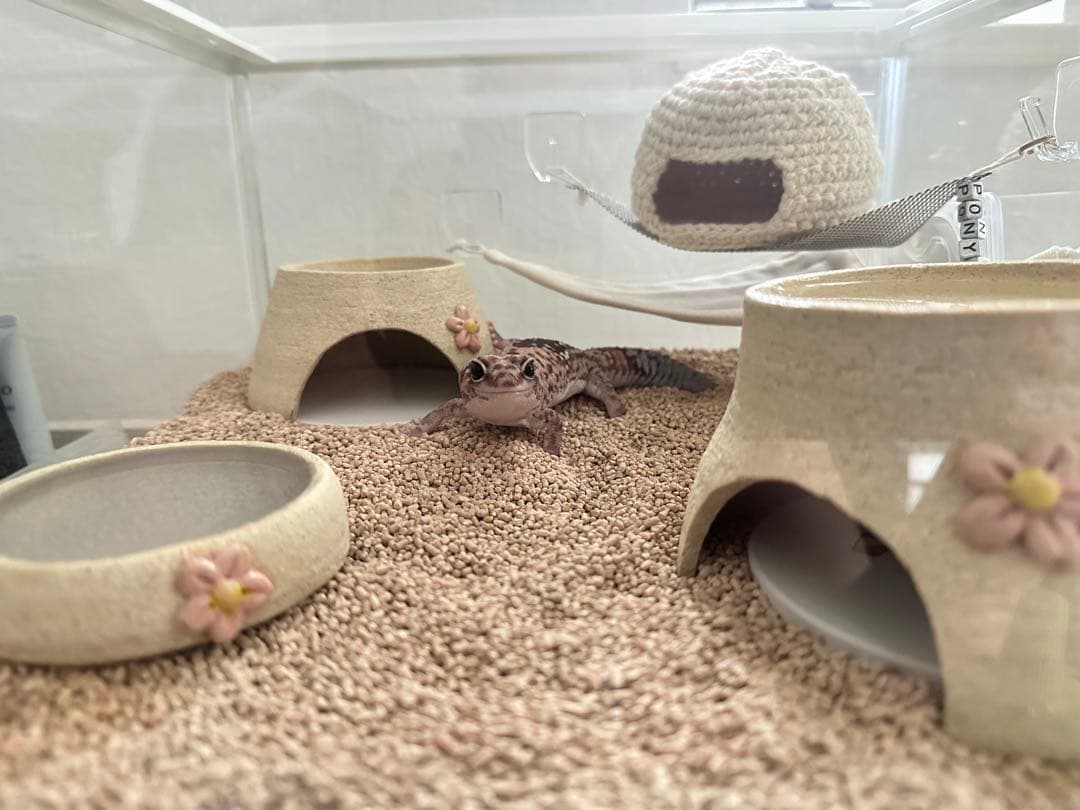 爬虫類 飼育セット GEX エキゾテラ レプテリア