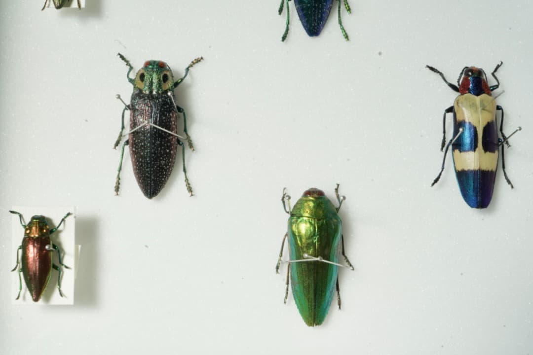 昆虫標本セット　ジュエル・ビートル（タマムシ）