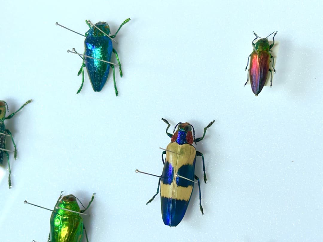 昆虫標本セット　ジュエル・ビートル（タマムシ）