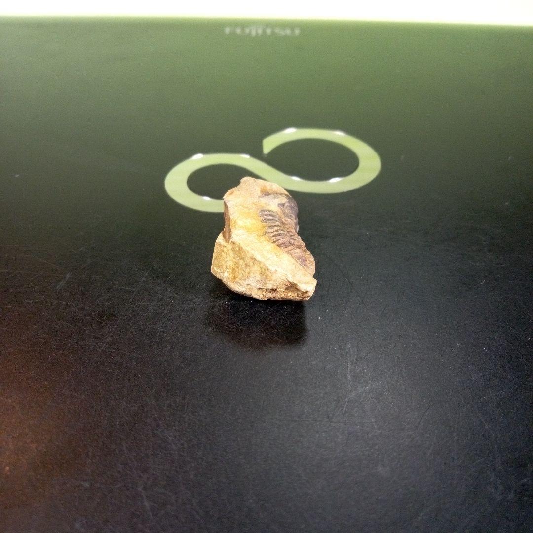 三葉虫　化石　fossil　海　ボリビア産　trilobite　海生動物判別②