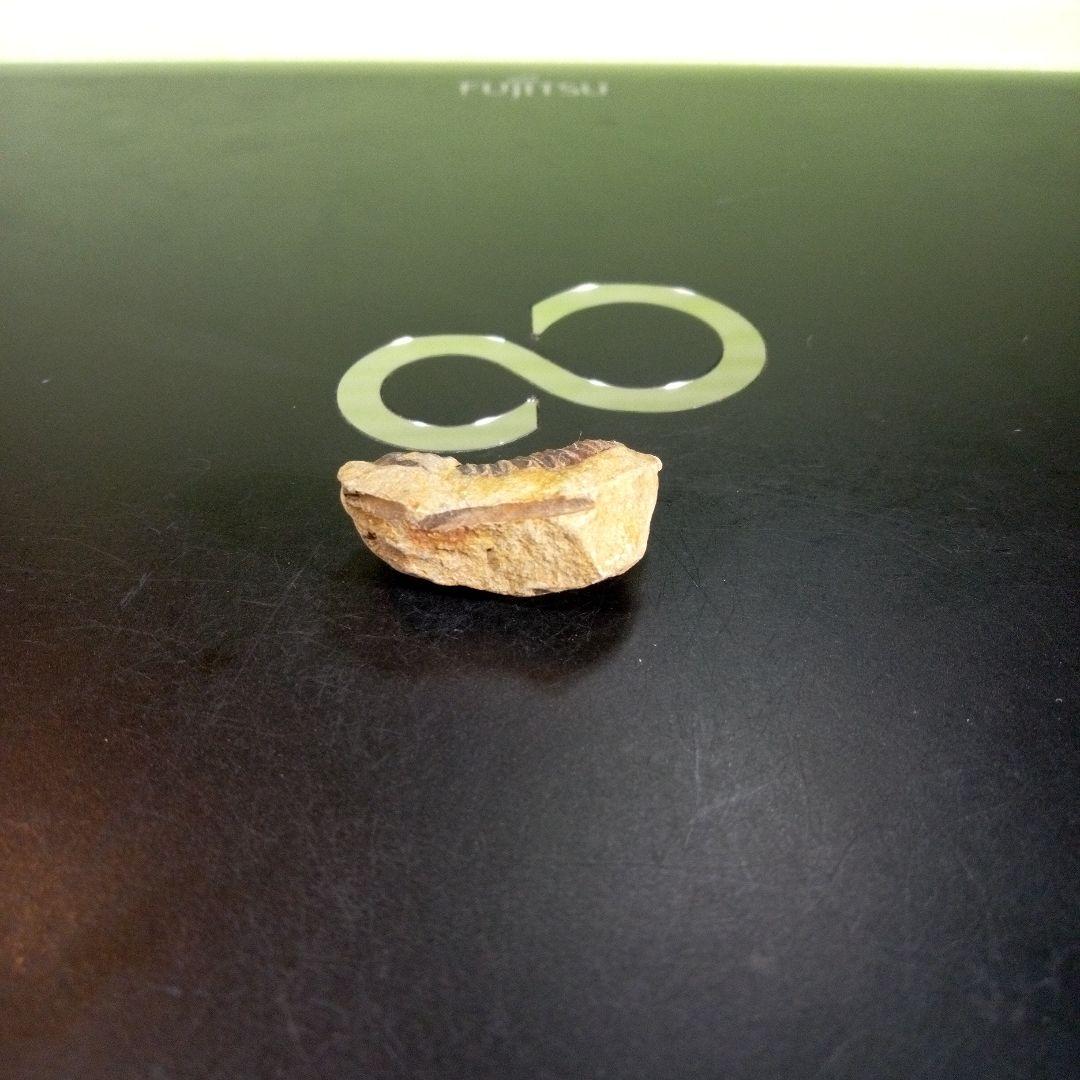 三葉虫　化石　fossil　海　ボリビア産　trilobite　海生動物判別②