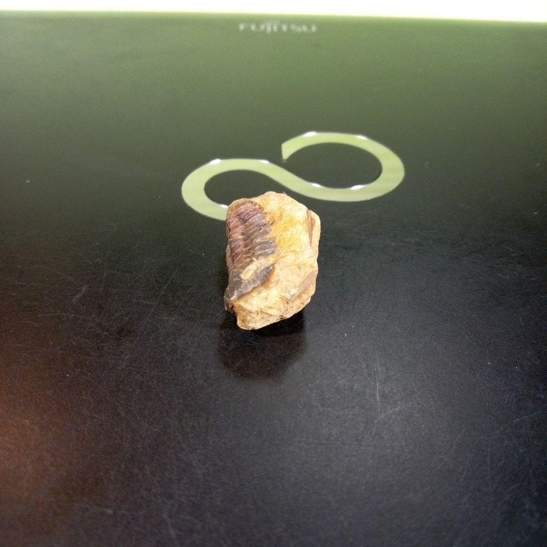 三葉虫　化石　fossil　海　ボリビア産　trilobite　海生動物判別②