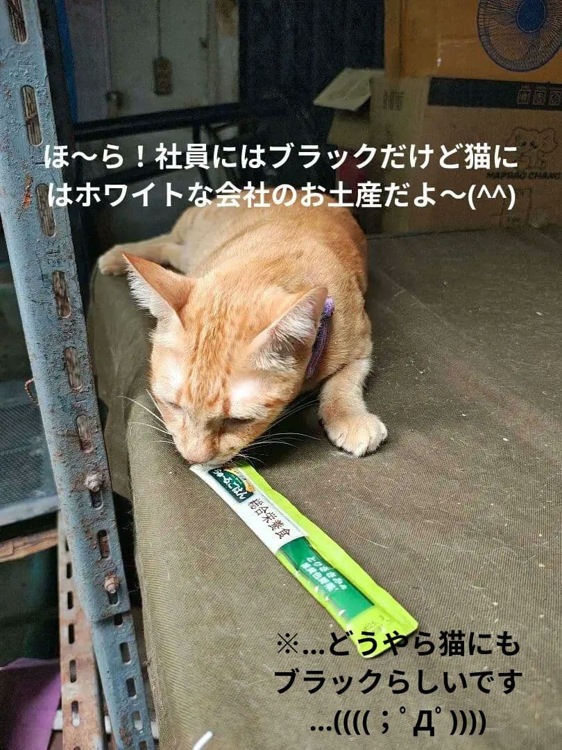 【MADAM】タイのお守りプラクルアン！呪物…！？魔除け&開運！！