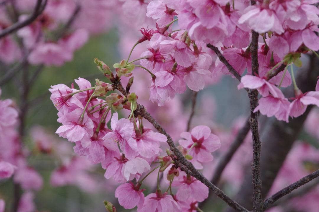 PENTAX K-3 II ショット数 約24000回