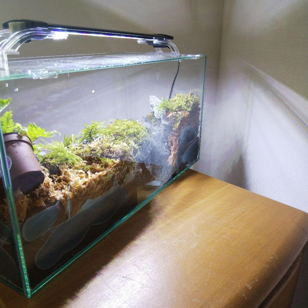 【完成品】アクアテラリウム　カニリウム　イモリウム　苔　水槽　苔テラリウム